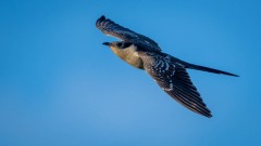 Skadegøg / Great Spottet Cuckoo