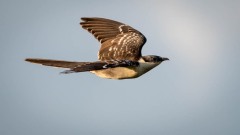 Skadegøg / Great Spottet Cuckoo