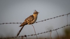 Skadegøg / Great Spottet Cuckoo