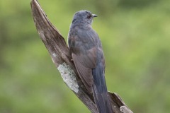 Drosselgøg / Gray-bellied Cuckoo ♀