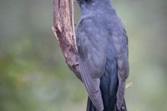 Drosselgøg / Gray-bellied Cuckoo ♀