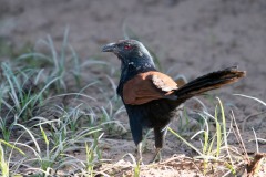 Drosselgøg / Greater coucal