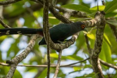 Chestnut-bellied Malkoha / Malajmalkoha