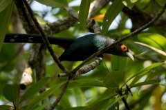 Chestnut-bellied Malkoha / Malajmalkoha