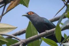 Chestnut-bellied Malkoha / Malajmalkoha