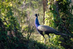 Påfugl / Indian peafowl