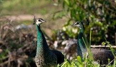 Påfugl / Indian Peafowl