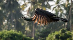 Påfugl / Indian Peafowl