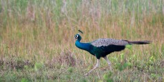 Påfugl / Indian peafowl