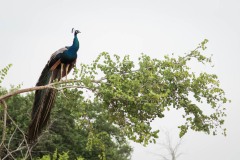 Påfugl / Indian peafowl