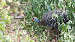 Perlehøne / Helmeted Guineafowl