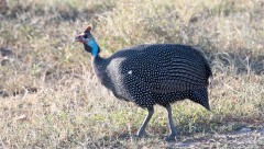 Perlehøne / Helmeted Guineafowl