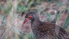 Gråbrystet Sporehøne / Grey-breasted spurfowl