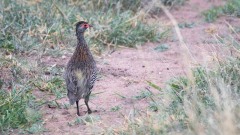 Gråbrystet Sporehøne / Grey-breasted spurfowl