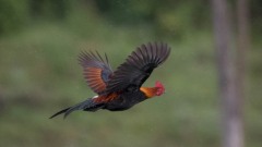 Bankivahøne / Red Junglefowl