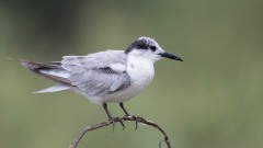 Hvidskægget Terne / Whiskered Tern