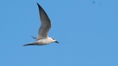 Hvidskægget Terne / Whiskered Tern