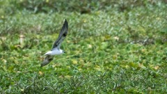 Hvidvinget Terne / White-winged Tern
