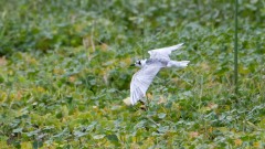 Hvidvinget Terne / White-winged Tern