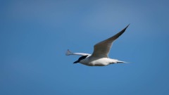 Sandterne / Gull-billed Tern