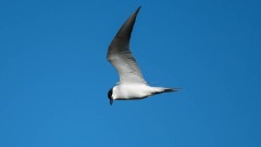 Sandterne / Gull-billed Tern