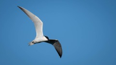 Sandterne / Gull-billed Tern