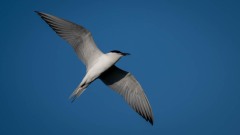 Sandterne / Gull-billed Tern