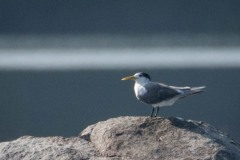 Bergiusterne / Greater Crested Tern