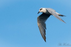 Hvidskægget Terne / Whiskered Tern