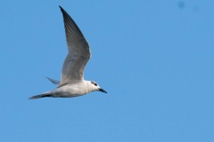 Hvidskægget Terne / Whiskered Tern