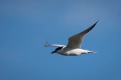 Sandterne / Gull-billed Tern