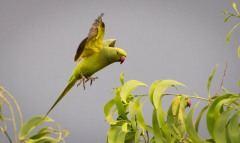 Alexanderparakit / Rose-ringed Parakeet