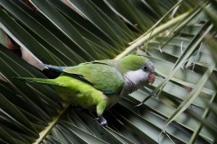 Munkeparakit / Monk Parakeet