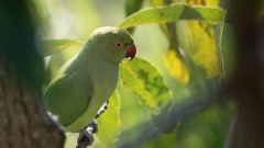 Alexanderparakit / Rose-ringed Parakeet