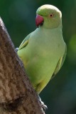Alexanderparakit / Rose-ringed Parakeet