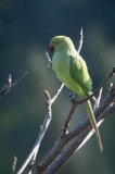 Alexanderparakit /  Rose-ringed Parakeet