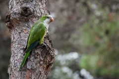 Munkeparakit / Monk Parakeet