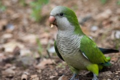 Munkeparakit / Monk Parakeet