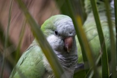 Munkeparakit / Monk Parakeet