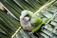 Munkeparakit / Monk Parakeet