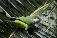 Munkeparakit / Monk Parakeet