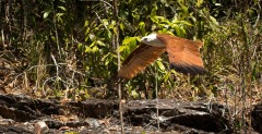 Brahmin Glente / Brahminy Kite