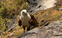 Brahmin Glente / Brahminy Kite