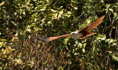 Brahmin Glente / Brahminy Kite