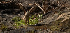 Brahmin Glente / Brahminy Kite
