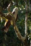 Brahmin Glente / Brahminy Kite