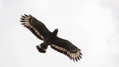 Toppet Slangeørn / Crested Serpent Eagle
