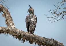 Lysbuget Høgeørn / Crested Hawk-Eagle