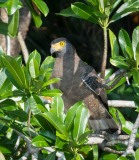 Toppet Slangeørn / Crested Serpent Eagle