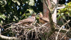 Mørk Høgeørn / Changeable Hawk-Eagle